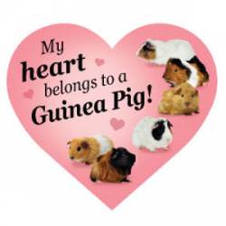 My Heart Belongs To A Guinea Pig - Heart Magnet