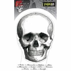 Cabinet Of Curiosities Skull Face - Vinyl Sticker
