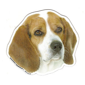 Beagle Magnet