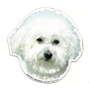 Bichon Frises Magnet