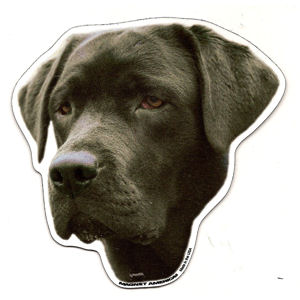 Black Lab Magnet