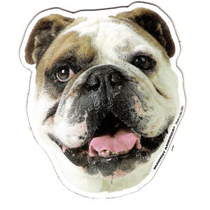 Bulldog Magnet