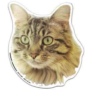 Main Coon Cat - Magnet
