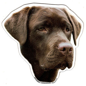 Chocolate Labrador Retriever Magnet