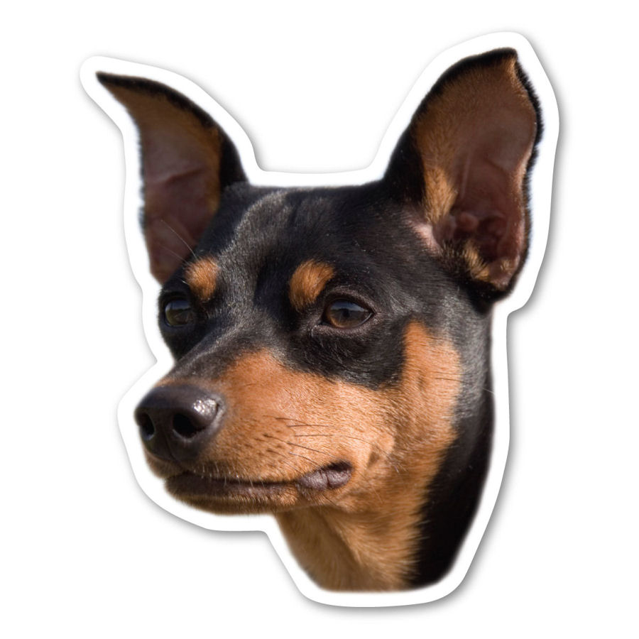 Miniature Pinscher Magnet