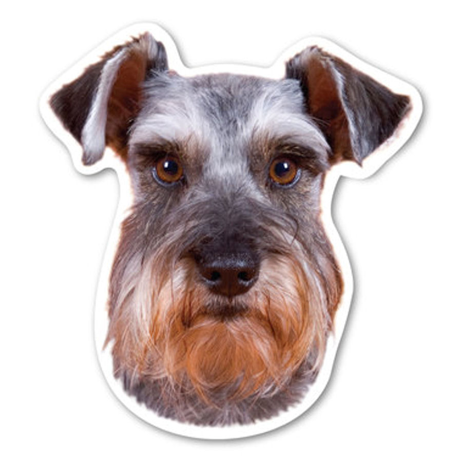 Miniature Schnauzer Magnet