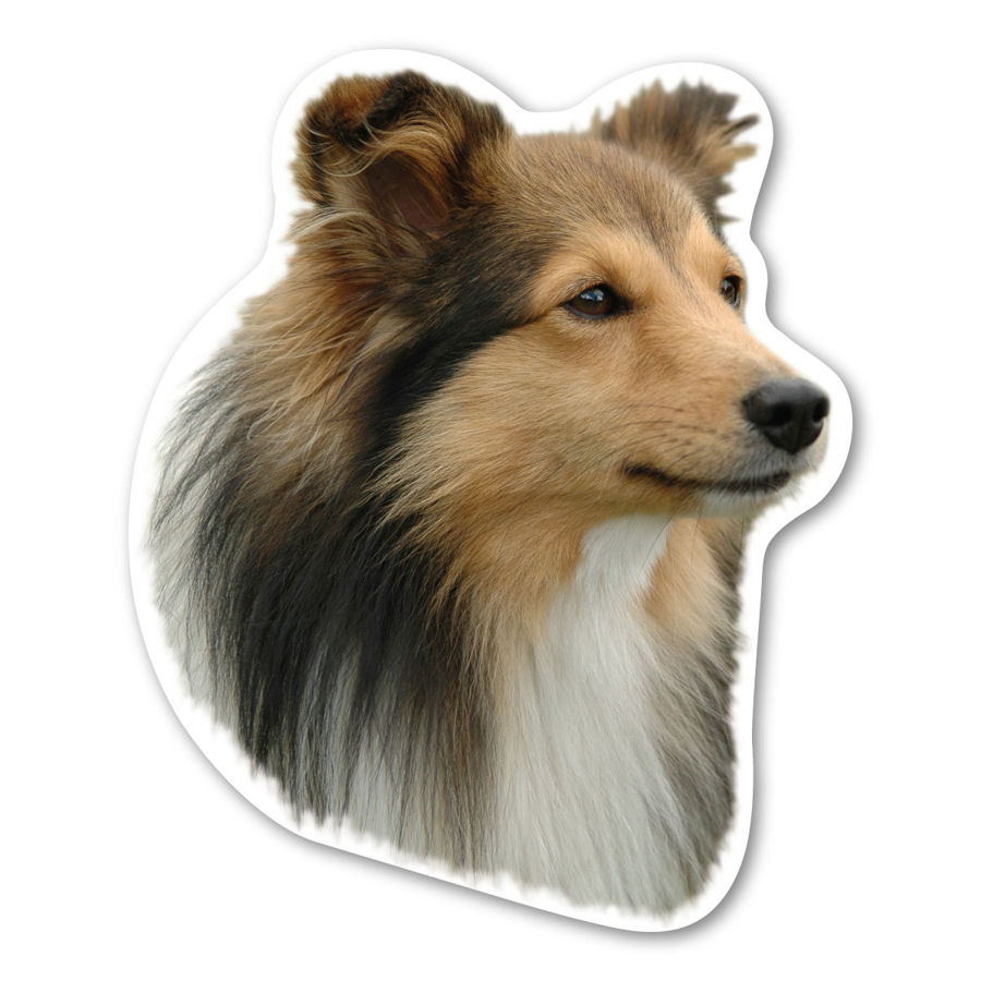 Shetland Sheepdog Magnet