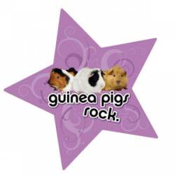 Guinea Pigs Rock - Star Magnet