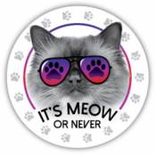 It's Meow Or Never Cats - Circle Magnet
