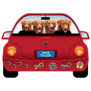 Duck Toller - PupMobile Magnet