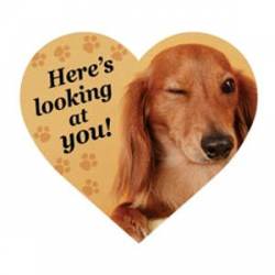 Here's Looking At You - Dachshund Heart Magnet