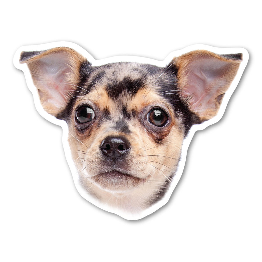 Dapple Chihuahua - Dog Head Magnet at Sticker Shoppe
