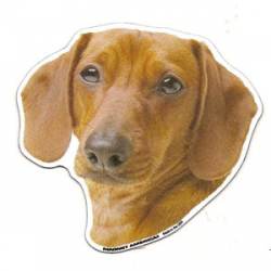 Shorthaired Dachshund - Magnet