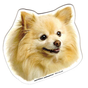 Pomeranian - Magnet