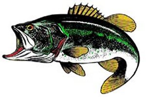 Bass Fish - Magnet