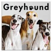 Greyhound - Square Cut Magnet