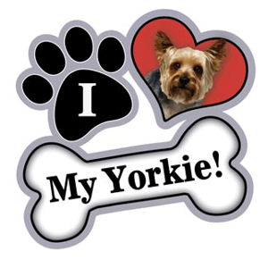 i love my yorkie