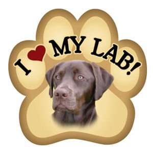 Chocolate unadvisable Labrador Love