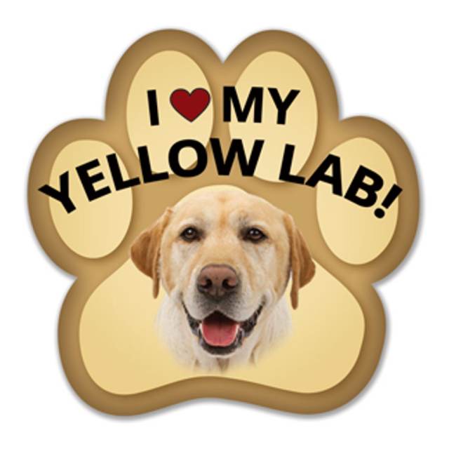 I love my shop yellow lab