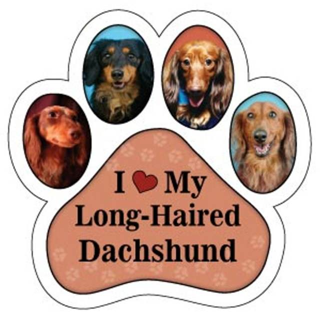 I Love My Long Haired Dachshund - Paw Magnet