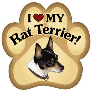 i love my rat terrier