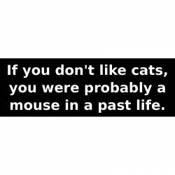 If you don't like cats, you were probably a mouse in a past life. - Bumper Sticker