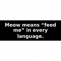 Meow means “feed me” in every language. - Bumper Sticker